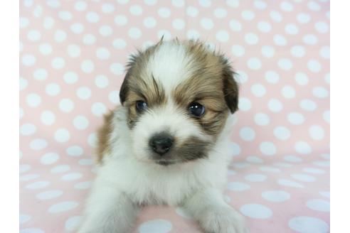 成約済の千葉県のパピヨン-99481の8枚目